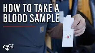 How to take a blood sample from your cattle - Angus DNA