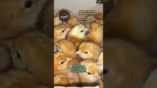 Bovans brown day old chicks | poultry farming business | Poultry farming in Pakistan | Egg farming