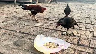People Are SHOCKED 😮 After Watching These Chickens | Unexpected Fight 🐓🔥