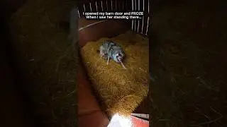 I Found A Wolf In My Barn... And She Almost ATTACKED Me! 😱🐺