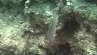 ヤイトヤッコ　（雌、雄）