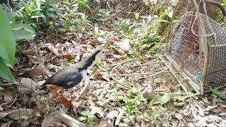 Pikat ruak_ruak dobel trap..