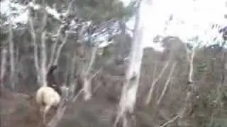 Trail Ride through Australia Bush