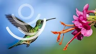 Evolu&ccedil;&atilde;o Unipaz