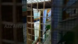 Sunday Market Pet Shop Madurai 02