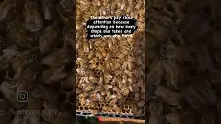 ​#BeeDance​#WaggleDance​#BeeCommunication​#NatureIsLit​#BeesOfInstagram
