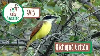 Aves: Bichofu&eacute; Grit&oacute;n -  Pitangus sulphuratus