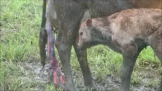 Newborn Calf