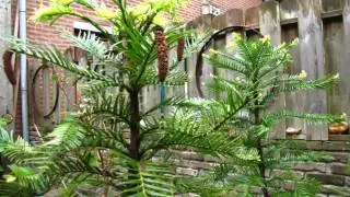 Wollemia nobilis