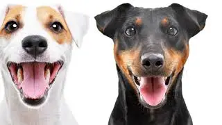 The Truth About Black & Tan Jack Russell Terriërs