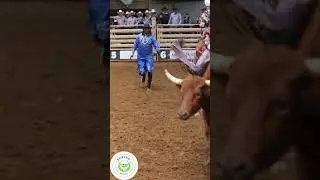 The Future of Bull Riding At Cowtown Coliseum #youtubeshorts