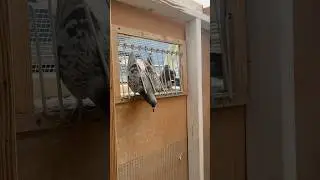 Every time I open the trap 👀🐦#TrapTraining #RacingPigeons #Kabutar #WinnersDontWingIt #barrera