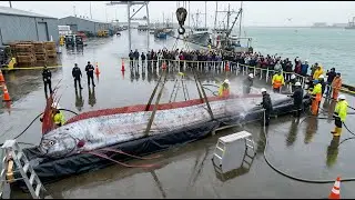 The Strangest Fish in the Ocean: Giant Oarfish Landed in a Net (Unreal Footage)