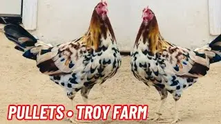 Pullets Troy Thompson Farm Oklahoma - Feeding Time Shape Outdoor Indoor Chicken Coop 