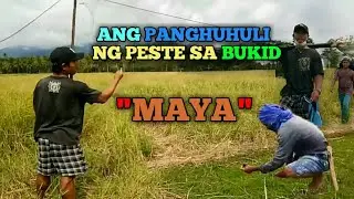 ANG PANGHUHULI NG PESTENG MAYA SA BUKID.