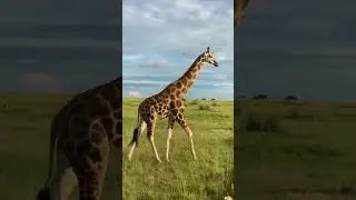Elegant Giraffe Walking 🦒 🦒 🦒