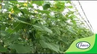 Cucumbers - Cravo Demonstration and Education Center, April 24, 2015