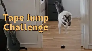 Cat Jump Challenge: Can they Defy Gravity?