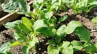 Atualização dá hortinha 🌱