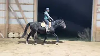DANGA RUSS (crossrail) - Adoptable Standardbred Gelding - New Vocations