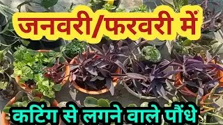 जनवरी-फरवरी में कटिंग से लगने वाले पौधें/जनवरी में लगाए ये पौधें/Plants cutting #gardening#flowers