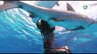 Shark Attack Survival Guide - Fending Off Sharks | Shark Week 2010
