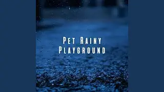 Calming Pet Mindset in Rain