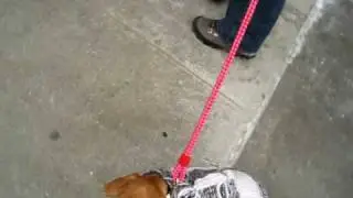 Little Miss Stellas first NYC walk
