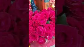 Rose Flowers 💐 Very Very Nice and Unique rose flowers👍👍#ytshortsvideo