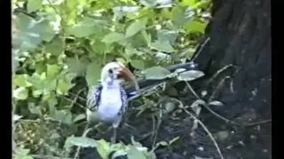 Red Billed Hornbill(Tockus erythrochynchus)