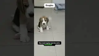 Discovering the Irresistible Charm of Beagles | Your Ultimate Guide to this Lively and Loving Breed!