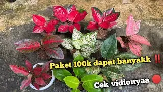 11 paketan Rp 100k dapatt banyakk obrall‼️
