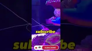 Cleaner Shrimp Can Get Pesticides Off Your Hands!#aquarium#freshwater