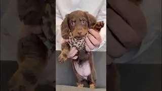 Dancing DACHSHUNDS like the new sound #minidachshund #puppy #dance #dachshundpuppy #dachshund #dog