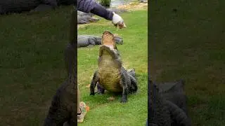 This female alligator is feisty! #shorts #alligator #wildlife #crocodile