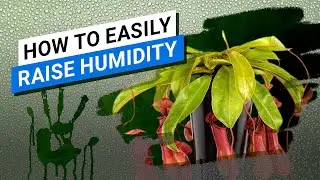 ✌️ 💦  How to Easily Raise Humidity for Your Plants - How to help Nepenthes to pitcher?