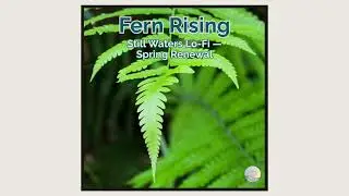 Fern Rising &mdash; Still Waters Lo-Fi &mdash; Spring Renewal