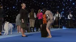 DOGS4ALL 2018 / NORSK VINNER: Junior handling