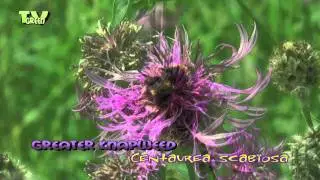 Bees on Knapweed - bijen - Centaurea scabiosa