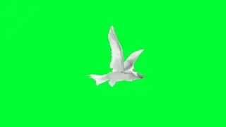 Bird flying green screen chroma key effects HD video | by background Animation NCR