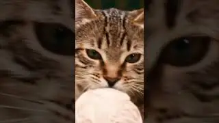 cat 🐱#cat #cute #funny #music #animals shorts