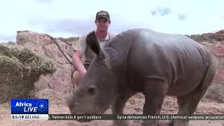 Scientists use reproductive science to help increase endangered rhino species