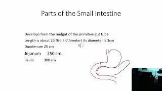 Human Physiology| Anatomy |Small Intestine |Small Intestinal juice|Succus entericus