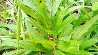 বাঁশপাতা ঘাসের পরিচিতি 🌿🧿#gardenplants #agriculture #nature #grass#gardentrees #plants#greenlove🌿