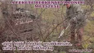 Aronia ((fekete berkenye) metszése
