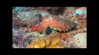 Deb and Chuck in Indonesia 2025  - Cuttlefish