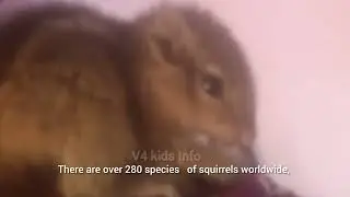 About SQUIRREL 🐿️ (01/01/26) #kids #nature #education #travel #information 