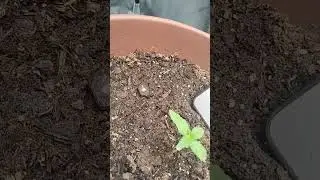 sour apple auto update