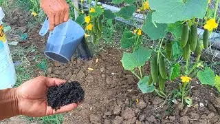The Best Secret Fertilizer: All Types of Plants Produce Abundant Fruit in Just a Matter of Days