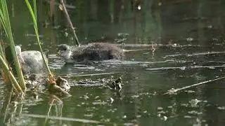 Verschillende soorten vogels (video van Mart Boven)